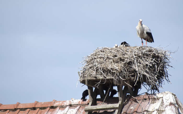Skånsk stork står i sitt bo högt uppe på ett tak